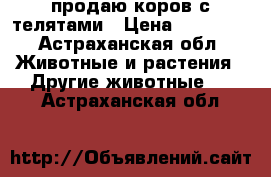 продаю коров с телятами › Цена ­ 55 000 - Астраханская обл. Животные и растения » Другие животные   . Астраханская обл.